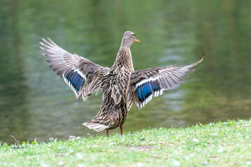 Fototapeta premium A duck romps in the meadow.