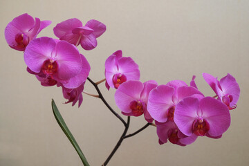 beautiful purple Phalaenopsis orchid flowers, on white background