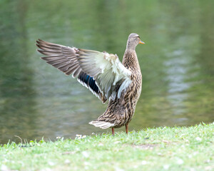 A duck romps in the meadow.
