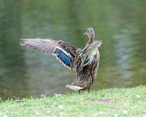 A duck romps in the meadow.