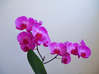 beautiful purple Phalaenopsis orchid flowers, spring time.
