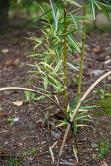 日本庭園の静かな春の景色
