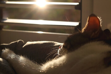 Tabby cat sleeping on a window and enjoying sunlight. Selective focus. 