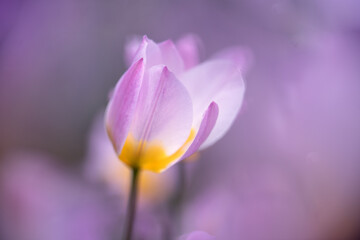 botanical tulip (close-up)