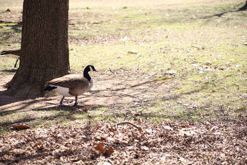 Closeup of a brent gse outdoors during daylight