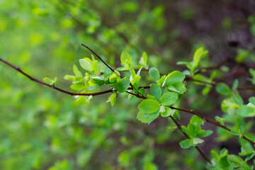 Obraz premium Bright green abstract background. Yong spring leaf. First green small leaves pattern with selective focus. 