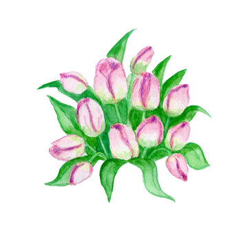 Watercolor illustration , tulip flower, leaves,greenery, snowdrop  spring,botanical day, garden . Vases.