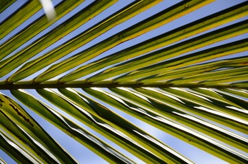 fresh green coconut leaves on blue sky