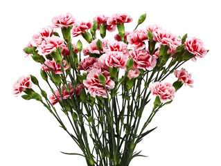 Red and white carnation flowers with green buds and leaves isolated