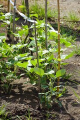 yard long bean in nature garden