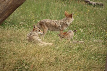 coyote