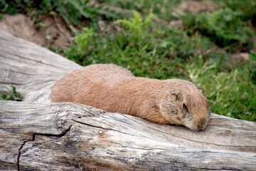 chien de prairie