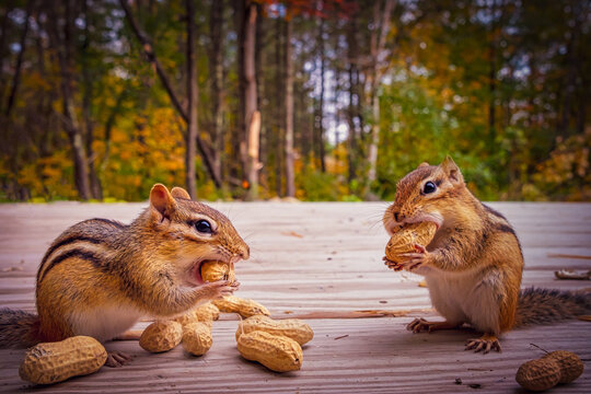 Two cute furry chipmunks sit on deck surrounded by trees eating peanuts