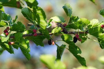 A sparrow pecks a mulberry tree 