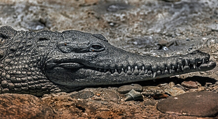 Australian crocodile on the stone. Latin name - Crocodylus johansoni