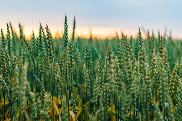 Green wheat field on sunset background © Milan Šurbatović/Wirestock