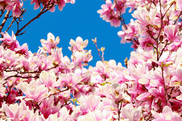 Fototapeta na wymiar pink cherry blossom close up