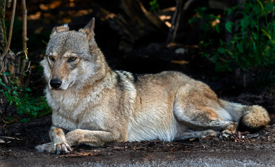 European wolf female on the ground. Latin name - Canis lupus