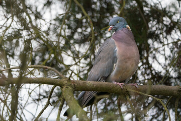 Cute wood pigeon sitting on a branch in an old pine tree looking to the side