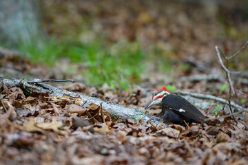 Pileated  woodpecker on the autumn forest ground