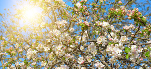 Beautiful apple tree branch and sun. Wide photo.