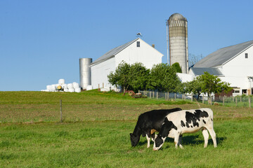 Cows with American farm background