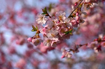 Beautifully flowering spring tree. Colorful nature background in spring time. Sunny day outdoors in nature.