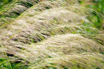 reeds grass blowing from wind