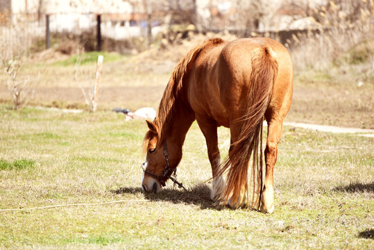 Muscled brown horse eating grass , photo of animal 