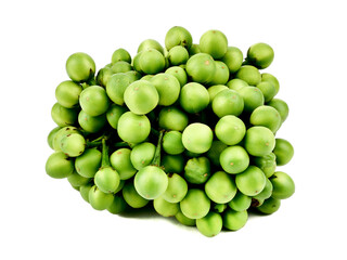 Solanum torvum,turkey berry,Pea Eggplant isolated on a white background,element of thai food concept