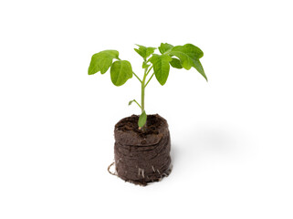 Tomato seedlings growing in a peat tablet or peat pellets with visible healthy roots. Healthy...