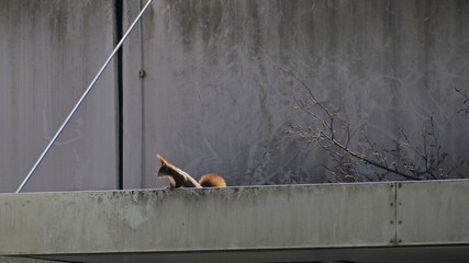 Eichhörnchen