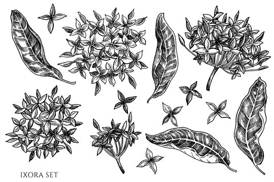 Vector set of hand drawn black and white ixora