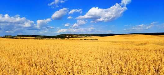 Panoramic view of golden wheat field. Endless fields of wheat