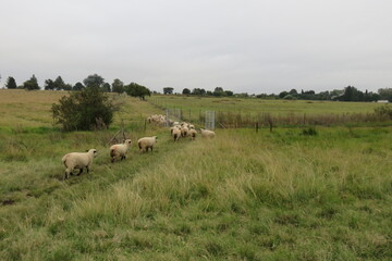 A white and green photograph of a beautiful scenic and peaceful view of a herd of sheep followed by a Llama walking through green pastures landscape