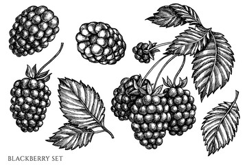Vector set of hand drawn black and white blackberry