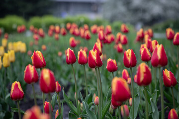 Nice color tulip flowers after the spring rain nature flora macro photo with empty space for text