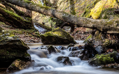 Fototapeta premium Stream in the forest