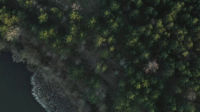 Aerial footage pine, Christmas tree green forest near water, lake or river in summer or spring overall plan in 4K