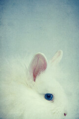 Hase Portrait