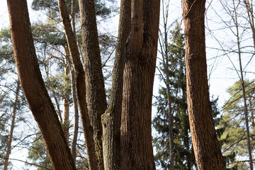 Fototapeta premium Linden tree trunks of strange shapes in sun light in spring forest with blue sky