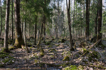 In the shade of the forest on a sunny day, the strange beauty of the spring forest, there is no snow, but the trees are not covered with foliage, only green moss and old foliage on the ground.