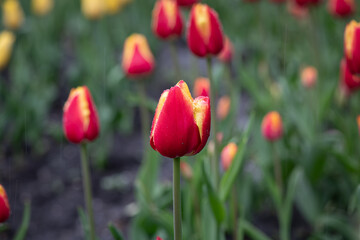 Nice color tulip flowers after the spring rain nature flora macro photo with empty space for text