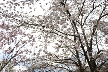 Obraz premium 福島県福島市の花見山の桜