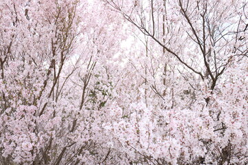 福島県福島市の花見山の桜