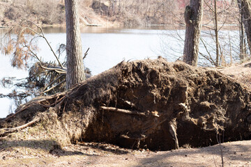Roots with ground of fallen fir tree in forest on river side in sunny spring day