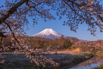 忍野から桜満開の梓川と夜明けの富士山