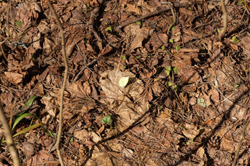 First green grass among old dry leaves on forest ground in sun light
