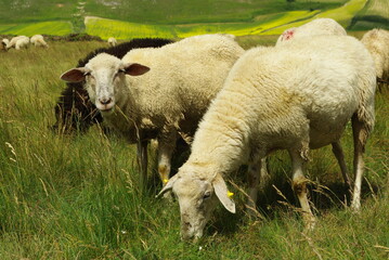 Sheep grazing the grass on the plateau
