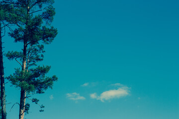 tall pine trees in the forest on the left and a light blue sky with a white cloud on the right background and wallpaper with a place for text